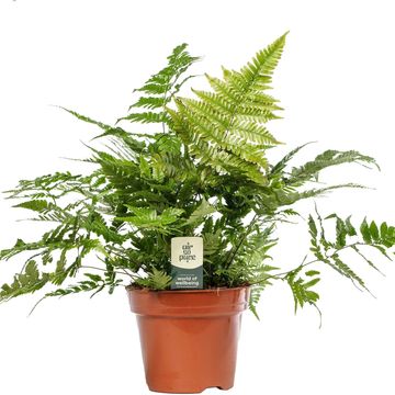 Dryopteris erythrosora