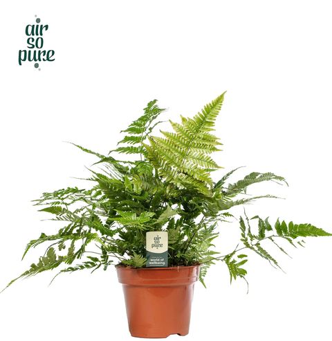 Dryopteris erythrosora