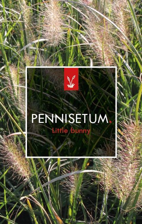 Pennisetum alopecuroides 'Little Bunny'