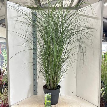 Miscanthus sinensis 'Gracillimus'