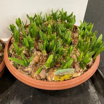 Narcissus 'Tête-à-Tête'