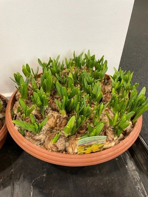 Narcissus 'Tête-à-Tête'