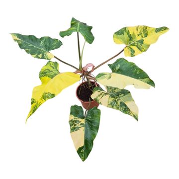 Philodendron x domesticum 'Variegata'