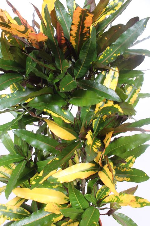 Trojskrzyn variegatum 'Mango'