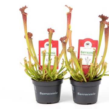 Sarracenia farnhamii