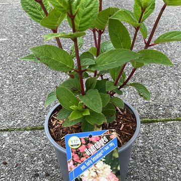 Hydrangea paniculata EARLY SENSATION