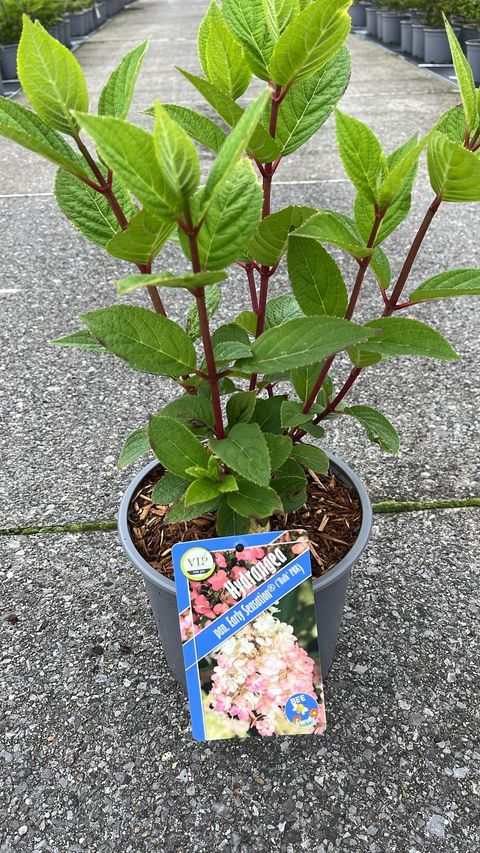 Hydrangea paniculata EARLY SENSATION