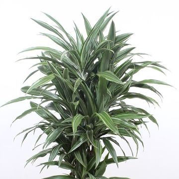 Dracaena fragrans 'Warneckei'