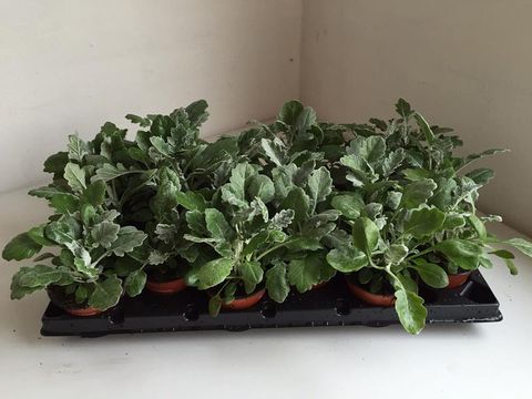 Senecio cineraria 'Silverdust'