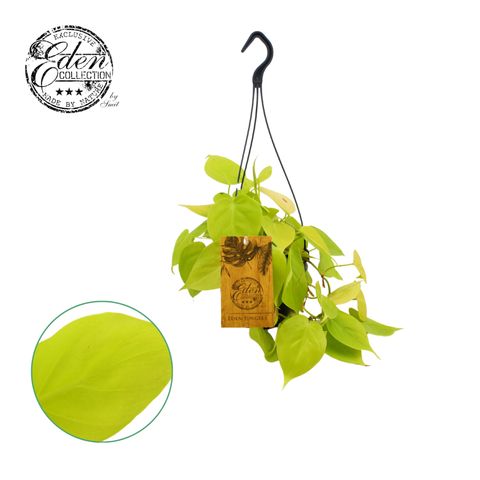 Philodendron scandens micans 'Lime'