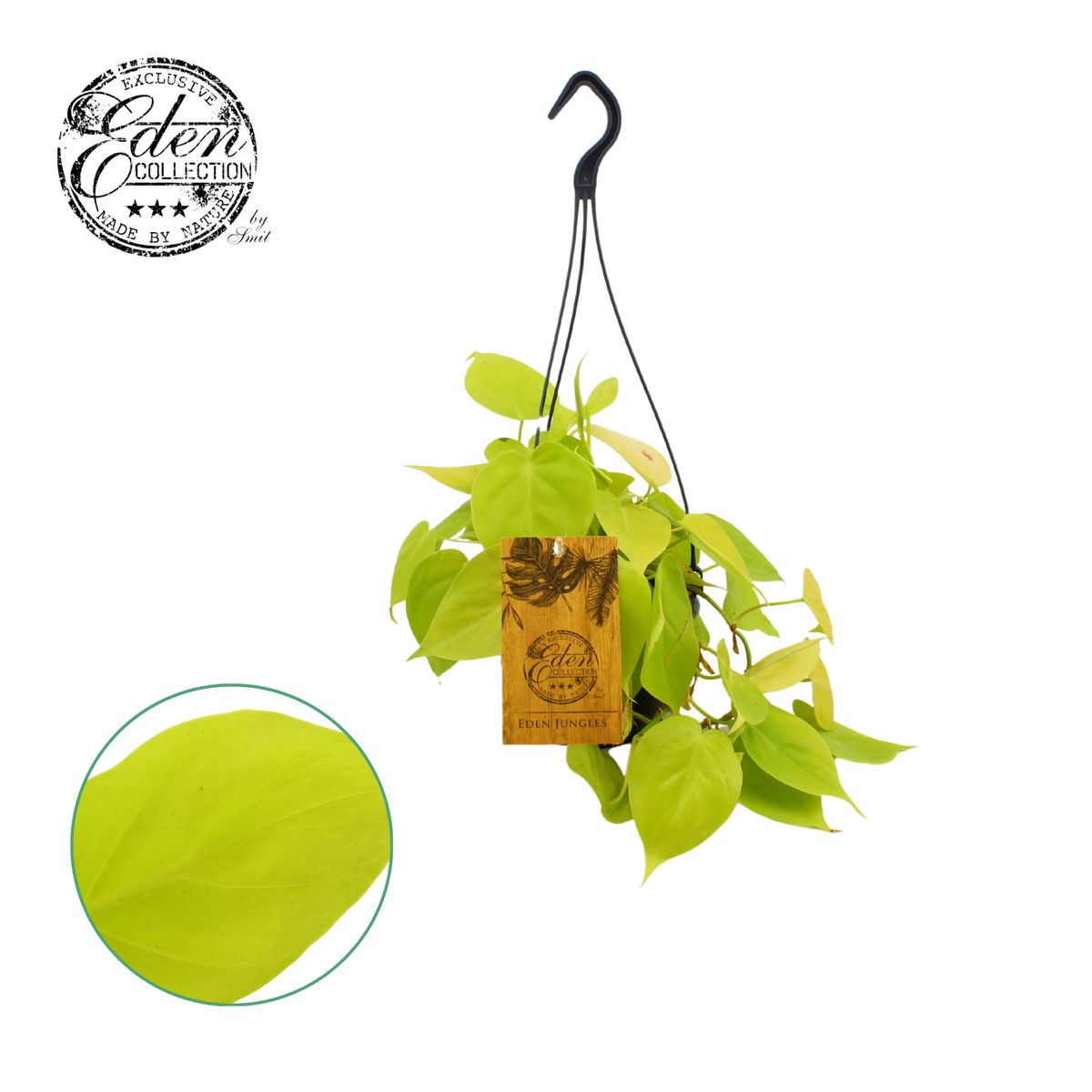Philodendron scandens micans 'Lime'  Plantegrossist FlorAccess