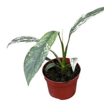 Epipremnum giganteum 'Marble Variegata'