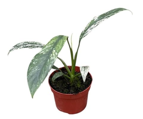 Epipremnum giganteum 'Marble Variegata'