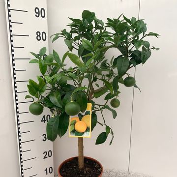 Citrus x paradisi
