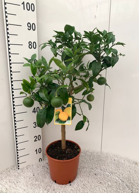 Citrus x paradisi
