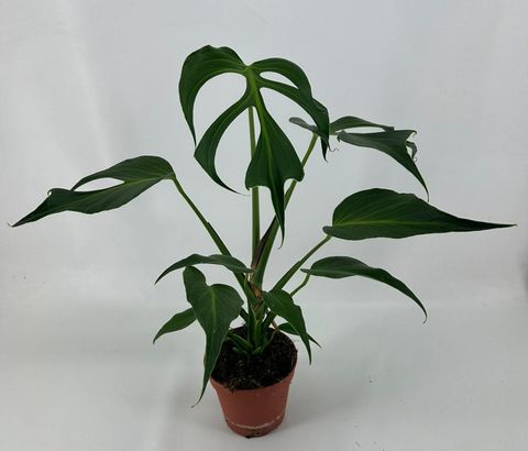 Monstera 'Burle Marx Flame'