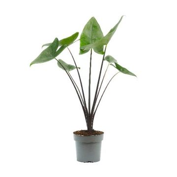 Alocasia 'Black Zebrina'