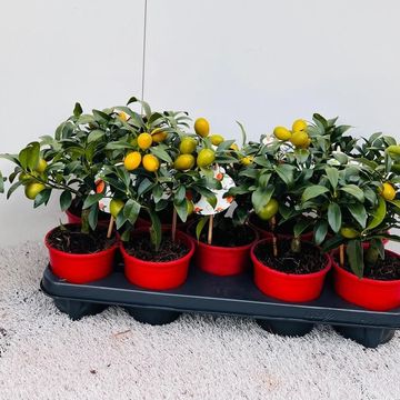 Citrus margarita 'Nagami'
