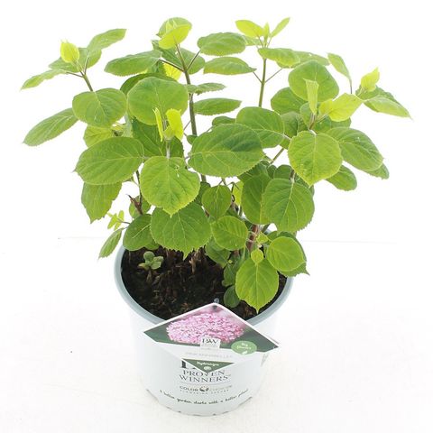 Гидрангея arborescens PINK ANNABELLE