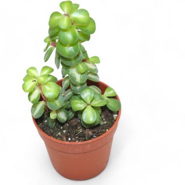 Portulacaria afra 'Mediopicta'