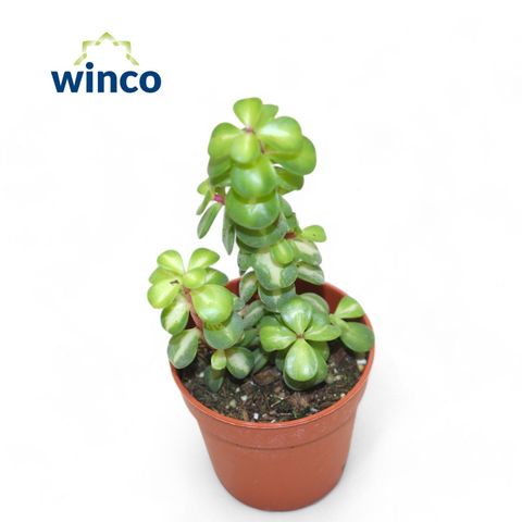 Portulacaria afra 'Mediopicta'