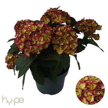 Hydrangea macrophylla HI MOON RED