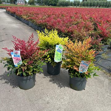 Nandina domestica MIX