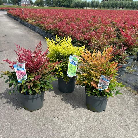 Nandina domestica MIX