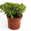 Crassula ovata