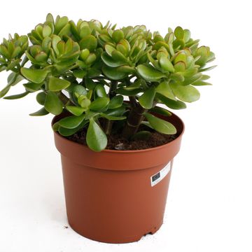 Crassula ovata