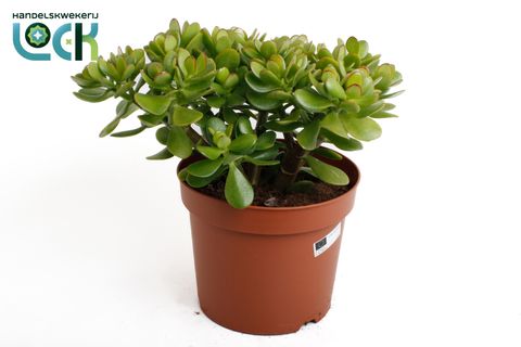 Crassula ovata