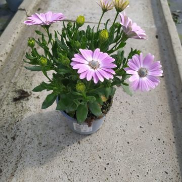 Osteospermum MIX