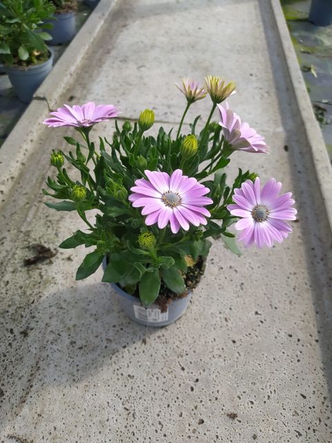 Osteospermum MIX