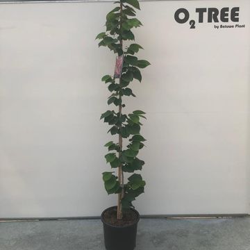 Cercis chinensis 'Avondale'