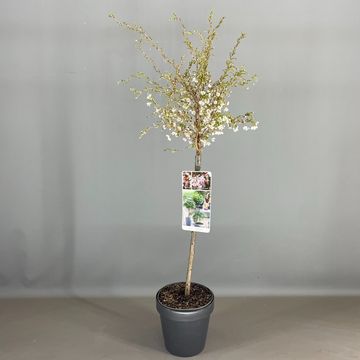 Prunus incisa 'Койоу-ноу-май'