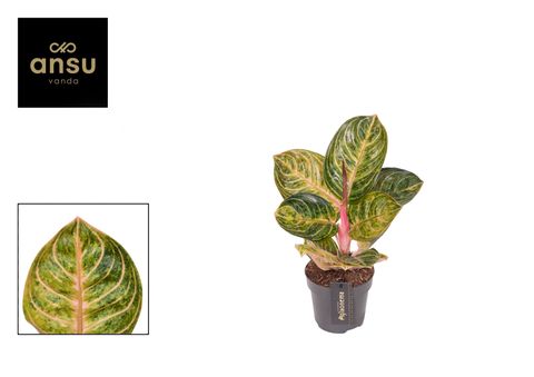 Aglaonema 'Tourmaline Gold'