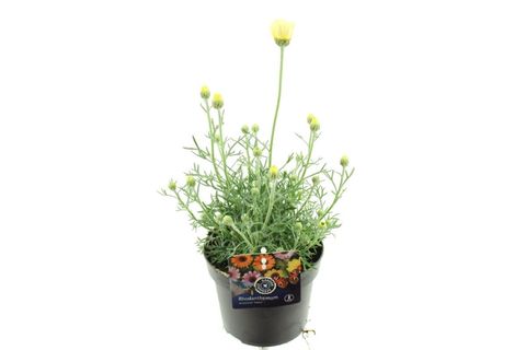 Rhodanthemum hosmariense 'Zagora Yellow'