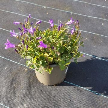 Campanula portenschlagiana 'Clockwise Deep Blue'