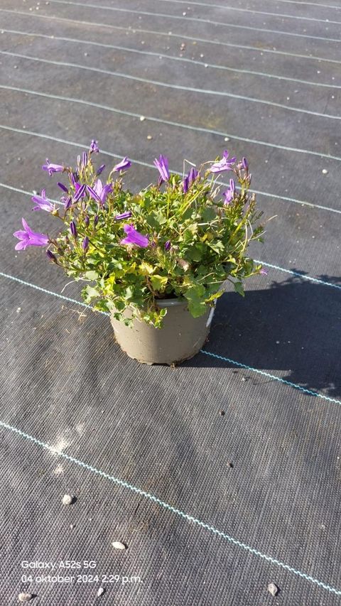 Campanula portenschlagiana 'Clockwise Deep Blue'