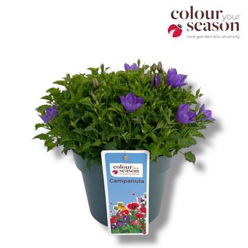 Campanula carpatica 'Mini Marvels Midnight'