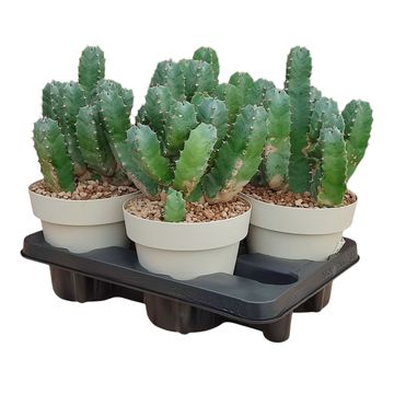 Euphorbia resinifera