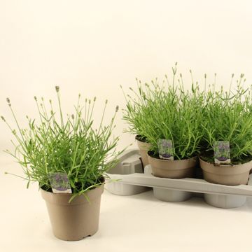 Lavandula angustifolia 'Essence Purple'