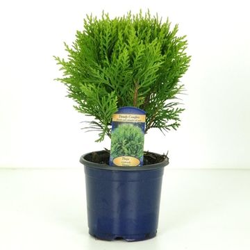 Thuja occidentalis 'Danica'