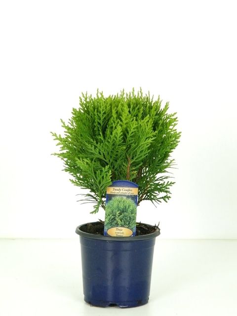 Thuja occidentalis 'Danica'