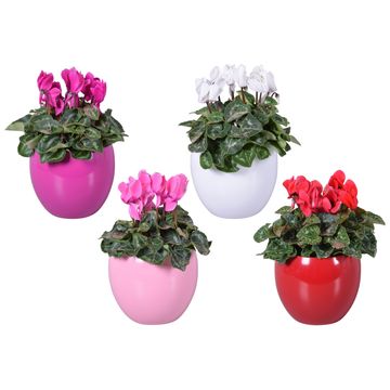 Cyclamen persicum SUPER SERIE S ALLURE MIX