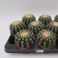 Echinocactus grusonii brevispinus
