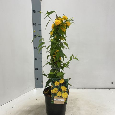 Kerria japonica 'Пленифлора'