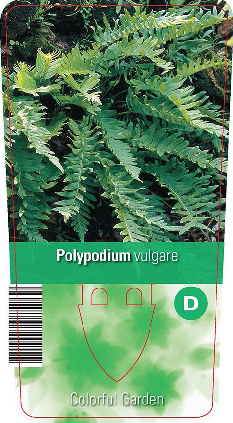 Polypodium vulgare