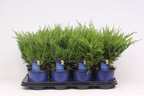 Juniperus horizontalis 'Andorra Compact'