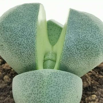 Pleiospilos nelii